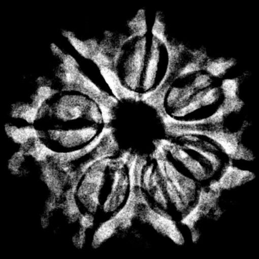 7 Mukhi Nepal Rudraksha (24.50 MM) x-ray