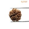 7 Mukhi Nepal Rudraksha (24.52 Mm)