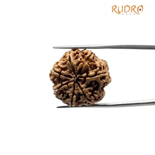 7 Mukhi Nepal Rudraksha (24.52 mm)