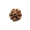 7 Mukhi Nepal Rudraksha (24.52 Mm)