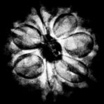 7 Mukhi Rudraksha 18.70 Mm