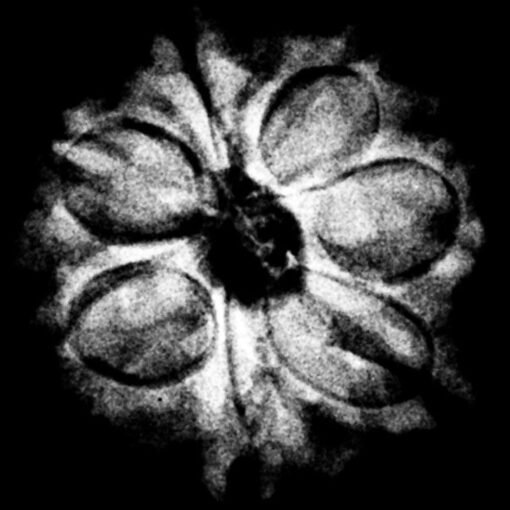 7 Mukhi Rudraksha 18.70 Mm