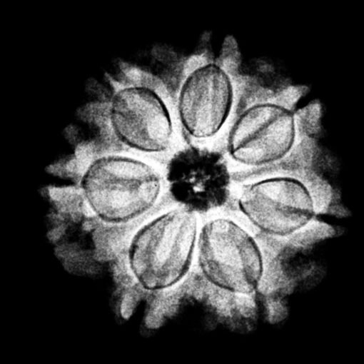 7 Mukhi Rudraksha 21.00 Mm X-Ray