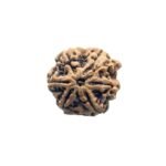 7 Mukhi Rudraksha Nepal 21.97 Mm