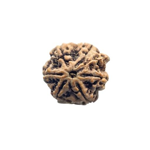 7 Mukhi Rudraksha Nepal 21.97 Mm