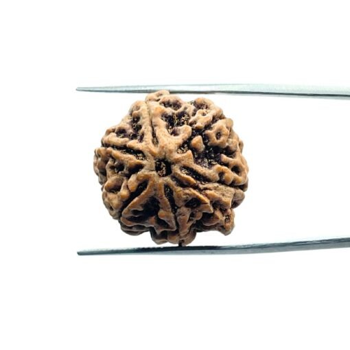 7 Mukhi Rudraksha Nepal 21.97 Mm