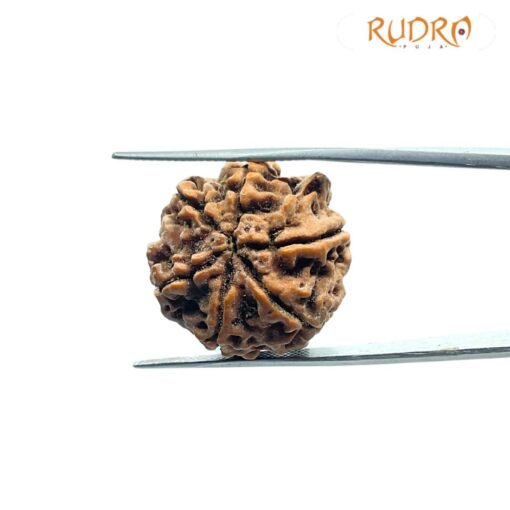 7 Mukhi Rudraksha Nepal 21.97 Mm