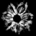 7 Mukhi Rudraksha Nepal 24.23 Mm X-Ray