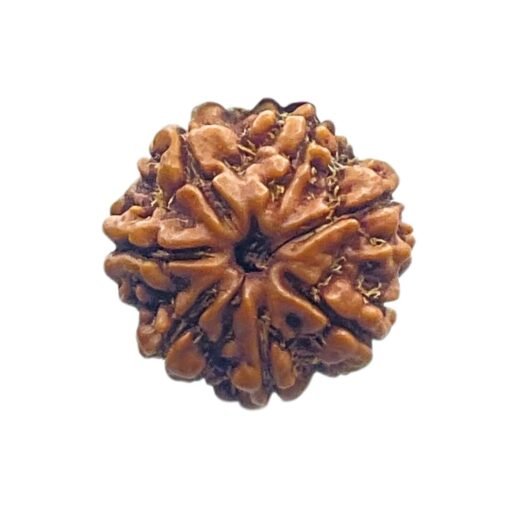7 Mukhi Nepal Rudraksha (19.26 MM)