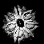 7 Mukhi Nepal Rudraksha (19.26 Mm)