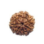 7 Mukhi Nepal Rudraksha (23.05 Mm) 7 7 Mukhi Nepal Rudraksha (23.05 Mm)