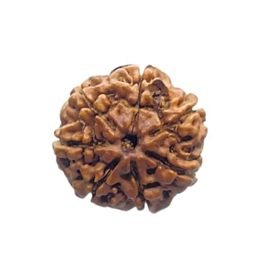 7 Mukhi Nepal Rudraksha (23.05 MM)