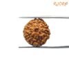 8 Mukhi Rudraksha Indonesian (19.01 Mm) 13 8-Mukhi-Rudraksha-Indonesian-19.01-Mm-Sp-C.jpg