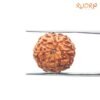 8-Mukhi-Rudraksha-Indonesian-19.30-Mm-Fp-C.jpg