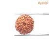 8-Mukhi-Rudraksha-Indonesian-19.30-Mm-Sp-C.jpg
