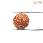 8-Mukhi-Rudraksha-Indonesian-19.35-Mm-Fp-C.jpg