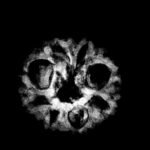 8 Mukhi Rudraksha Indonesian (19.42 Mm)