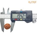 8-Mukhi-Rudraksha-Indonesian-19.42-Mm-Op-C.jpg