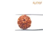 8-Mukhi-Rudraksha-Indonesian-19.42-Mm-Sp-C.jpg