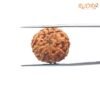 8 Mukhi Rudraksha Indonesian (19.57 Mm) 14 8-Mukhi-Rudraksha-Indonesian-19.57-Mm-Bp-C.jpg