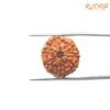 8 Mukhi Rudraksha Indonesian (19.57 Mm) 13 8-Mukhi-Rudraksha-Indonesian-19.57-Mm-Fp-C.jpg