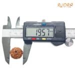 8-Mukhi-Rudraksha-Indonesian-19.57-Mm-Op-C.jpg