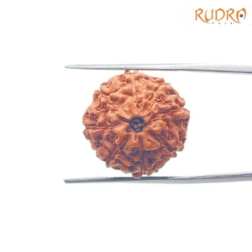 8-Mukhi-Rudraksha-Indonesian-19.85-Mm-Lp-C.jpg