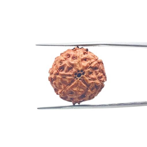 8-Mukhi-Rudraksha-Indonesian-19.85-Mm-Mp-C.jpg