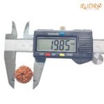 8-Mukhi-Rudraksha-Indonesian-19.85-Mm-Op-C.jpg