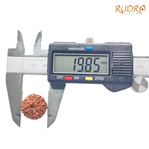 8-Mukhi-Rudraksha-Indonesian-19.85-Mm-Op-C.jpg