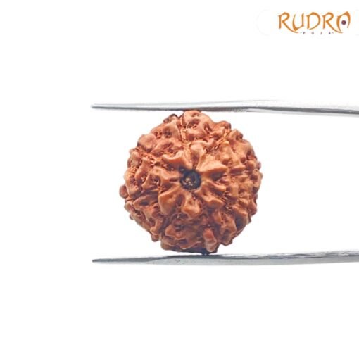 8-Mukhi-Rudraksha-Indonesian-19.85-Mm-Rp-C.jpg