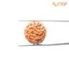 8 Mukhi Rudraksha Indonesian (19.01 Mm) 14 8-Mukhi-Rudraksha-Indonesian-Fp-C19.01-Mm.jpg