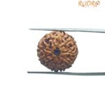 9 Mukhi Indonesian Rudraksha (18.18 MM)