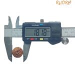 9 Mukhi Indonesian Rudraksha (18.18 Mm) 7 9 Mukhi Indonesian Rudraksha (18.18 Mm)