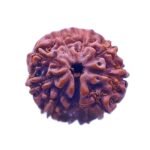 9 Mukhi Indonesian Rudraksha (18.70 Mm)