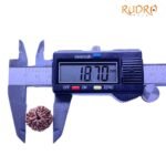 9 Mukhi Indonesian Rudraksha (18.70 Mm)