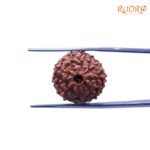 9-Mukhi-Indonesian-Rudraksha-19.07Mm-Rp.jpg
