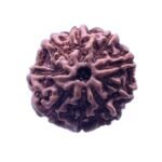 9 Mukhi Indonesian Rudraksha (19.23 Mm)