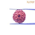 9-Mukhi-Indonesian-Rudraksha-19.31-Mm-Fp-C.jpg