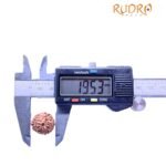 9 Mukhi Indonesian Rudraksha (19.53Mm)