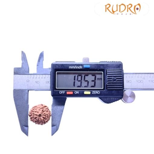 9 Mukhi Indonesian Rudraksha (19.53MM)