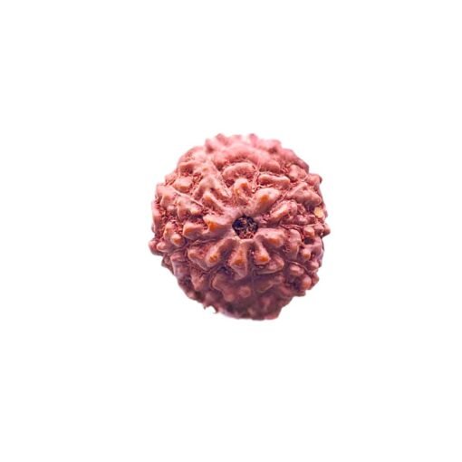 9 Mukhi Indonesian Rudraksha (19.53MM)