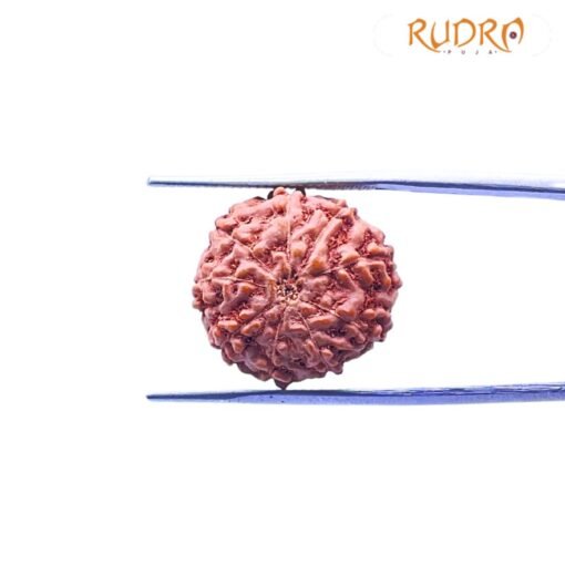 9 Mukhi Indonesian Rudraksha (19.53MM)