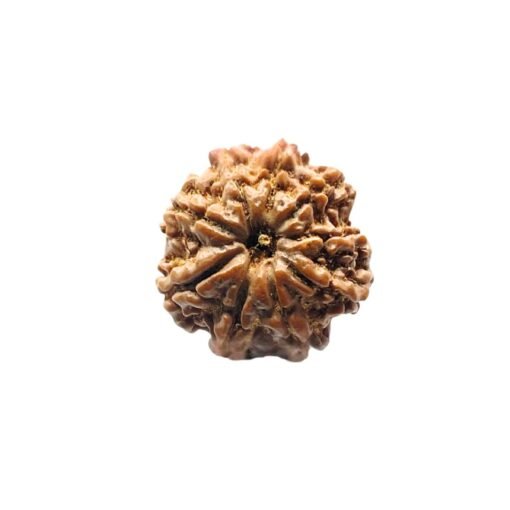 9 Mukhi Rudraksha Nepal - 18.55 MM