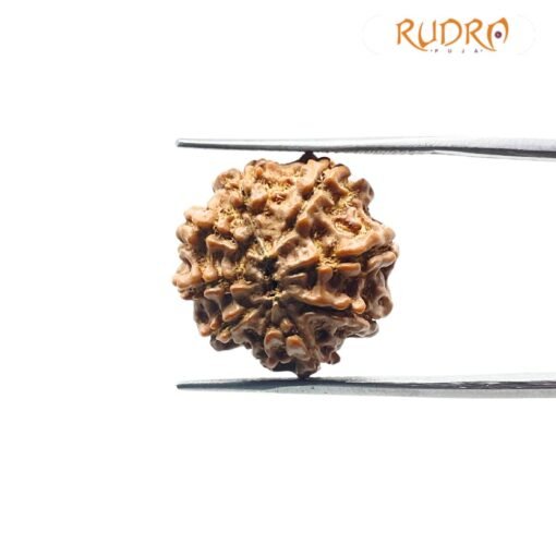 9 Mukhi Rudraksha Nepal - 18.55 MM