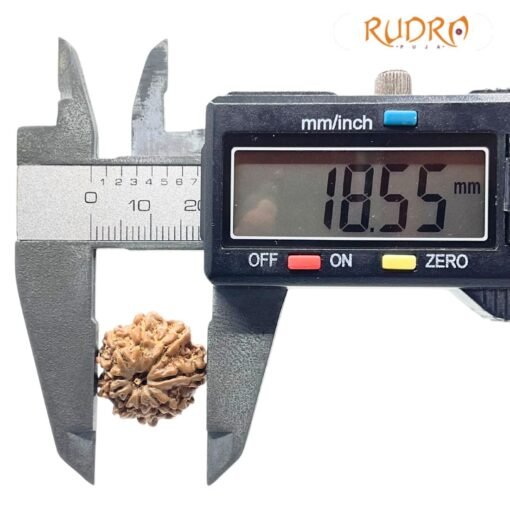 9 Mukhi Rudraksha Nepal - 18.55 MM