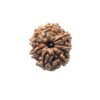 9 Mukhi Rudraksha Nepal - 19.93 Mm