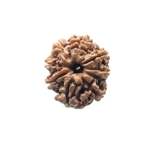 9 Mukhi Rudraksha Nepal - 19.93 MM