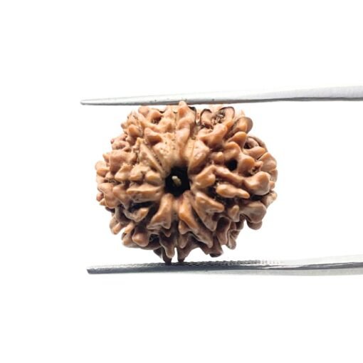 9 Mukhi Rudraksha Nepal - 19.93 Mm