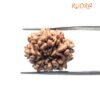 9 Mukhi Rudraksha Nepal - 19.93 Mm